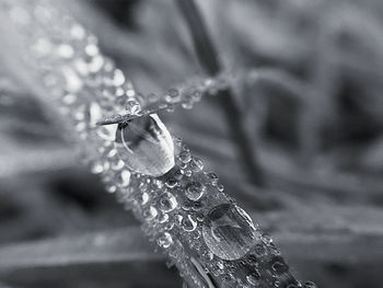 Close-up of water drops on a blade of grass