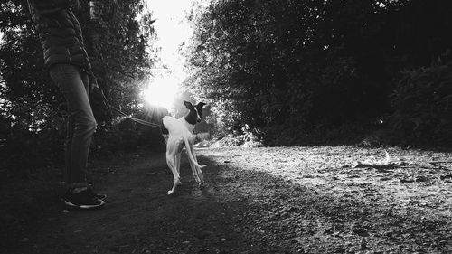 Low section of person standing with whippet dog on field