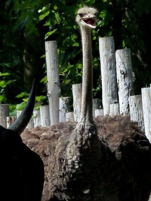 CLOSE-UP OF TREES IN FOREST