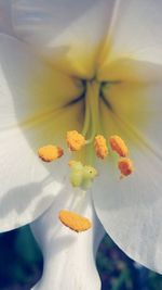 Close-up of white flower