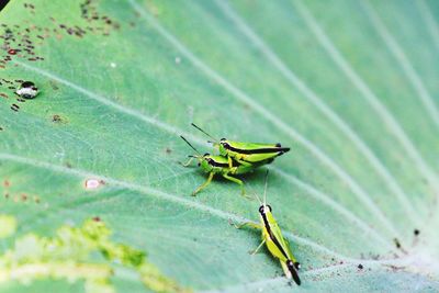 High angle view of grasshoppers mating on leaf