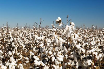 Low angle view of white flowering plants on field against clear sky