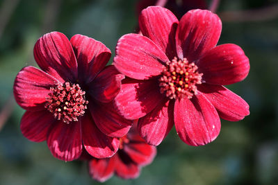 Close-up of pink flowers