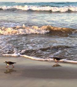 View of birds on beach