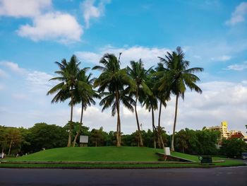 Palm trees on road against sky