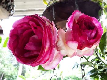 Close-up of pink roses blooming outdoors