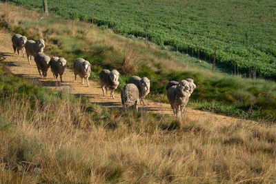 Horses in a field