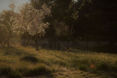 Trees on field in forest