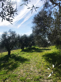 Trees on field against sky