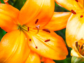 Close-up of yellow flower