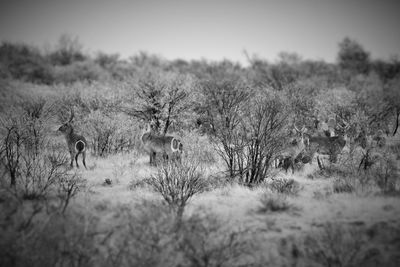 Bare trees on grassy field