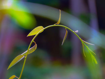 Close-up of green plant