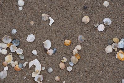High angle view of seashells on pebbles at beach