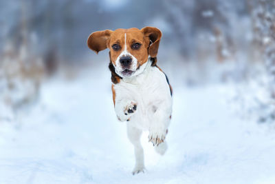 Portrait of dog running in snow