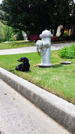 Fire hydrant on grass