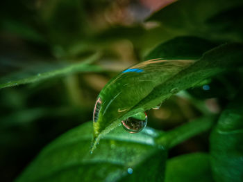 Close-up of wet plant