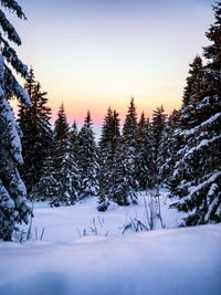 Trees on snow covered landscape