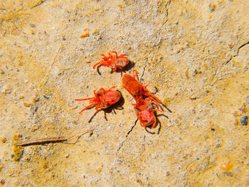 Close-up of insect on rock