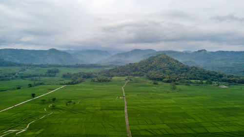 Great view of tje large rice paddy fields in nanggulan, kulonprogo  yogyakarta, indonesia