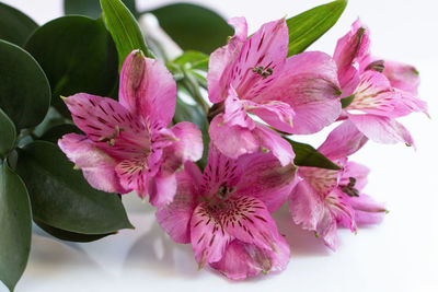 Close-up of pink flowering plant