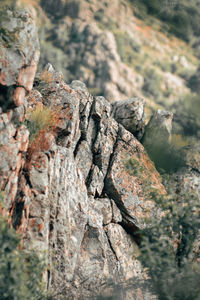 Close-up of rock on tree trunk