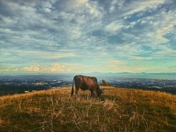 Horse grazing by sea against sky