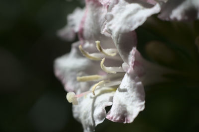 Close-up of white flowering plant