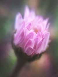 Close-up of flower blooming outdoors