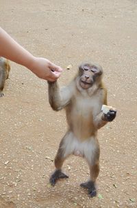 Monkey on hand