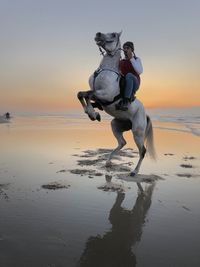 View of dog on beach during sunset