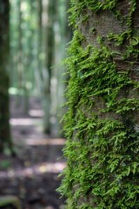 Close-up of moss growing on tree trunk