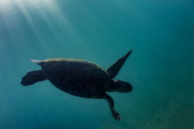 Close-up of turtle swimming in sea