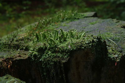 Close-up of moss growing on tree trunk