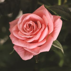 Close-up of pink rose