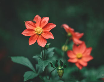 Close-up of orange flowering plant