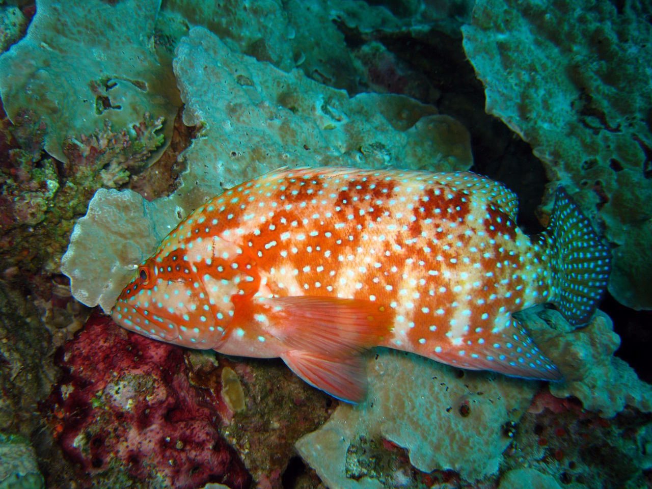 CLOSE-UP OF FISH SWIMMING UNDERWATER