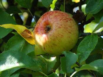 Close-up of apples on plant