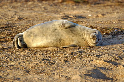 Close-up of animal on beach