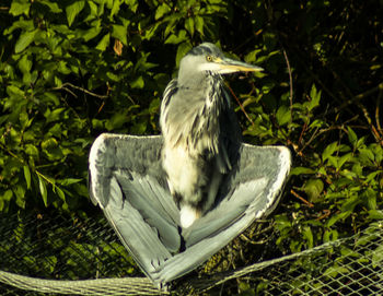 Close-up of a bird