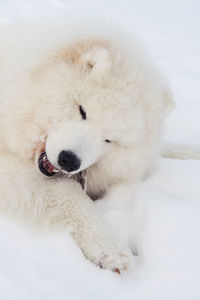 Close-up of a dog on snow