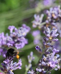 Close-up of insect on purple flowering plant