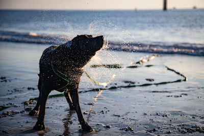 Dog on beach shaking the warer out of its fur