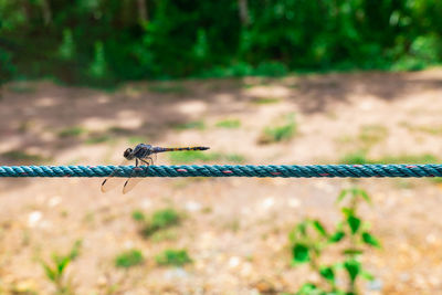 A dragonfly clings to a rope in a forest with a forbidden walkway.