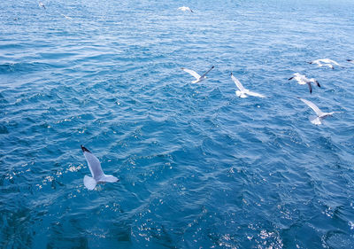 Swan swimming in sea