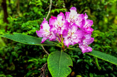 Close-up of pink flowers