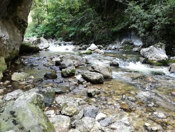 Stream flowing through forest