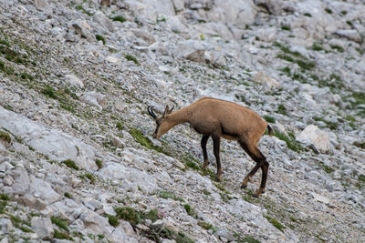 Side view of a horse walking on rock