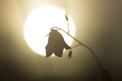 Close-up of illuminated leaf