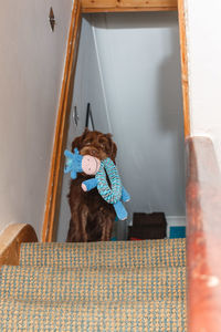 View of stuffed toy on chair at home