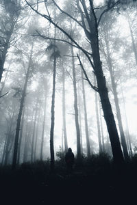 Man standing by trees in forest